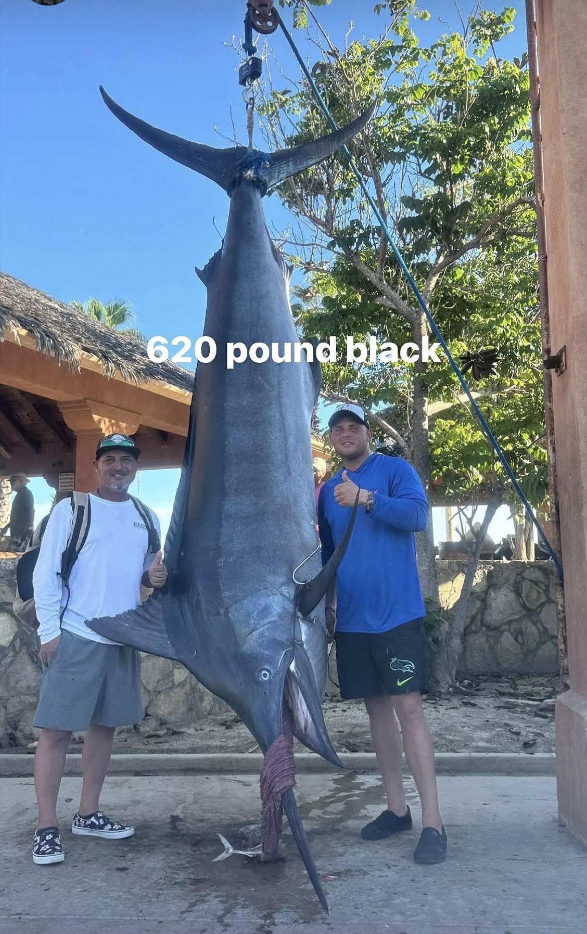 620-pound black marlin displayed beside two anglers